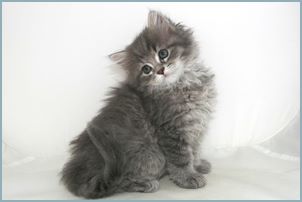 Male Siberian Kitten from Deedlebug Siberian